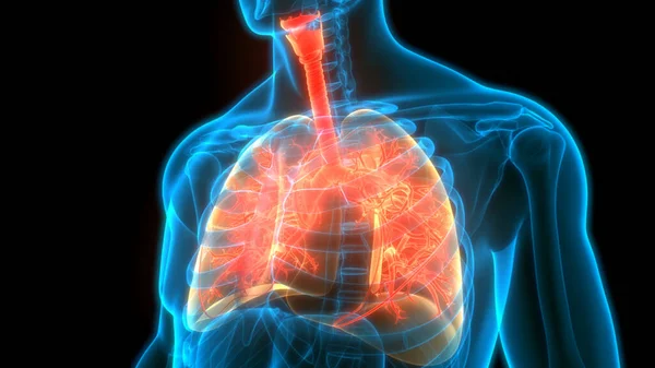 Anatomie Pulmonaire Système Respiratoire Humain — Photo