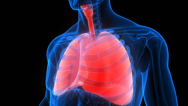 Sistema Respiratorio Humano Pulmones Anatomía — Foto de Stock