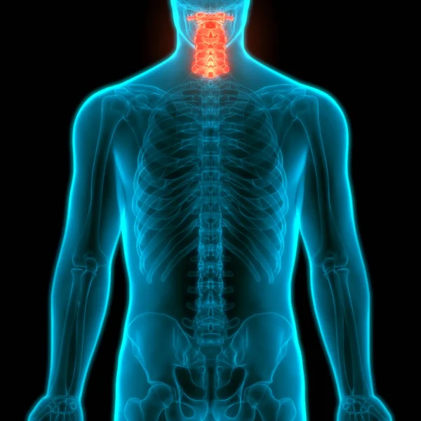 stock image Spinal cord Anatomy (Cervical vertebrae). 3D - Illustration