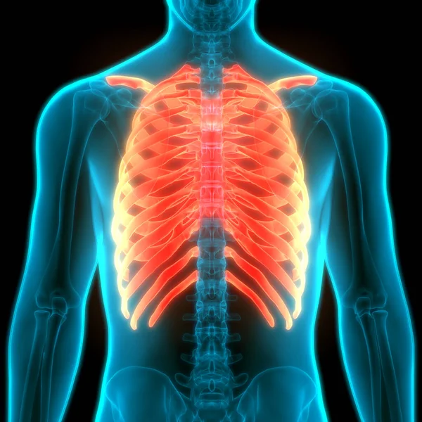 Illustration Mänsklig Skelett System Rib Cage Anatomi — Stockfoto