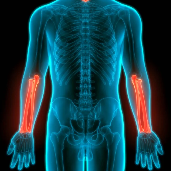 Ilustración Las Articulaciones Óseas Del Sistema Esquelético Humano Anatomía — Foto de Stock