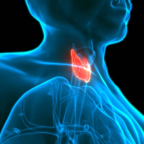Human Body Glands Thyroid Gland Anatomy — Photo