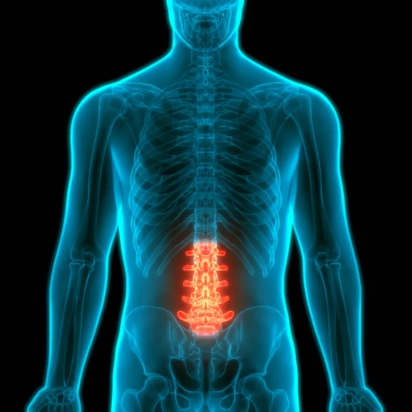 Nsan Skelet Sistemi Anatomisi Nin Omurgası — Stok fotoğraf