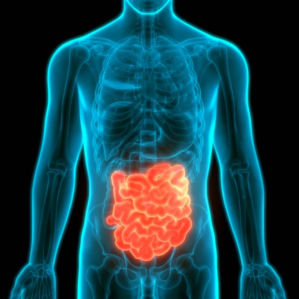 Sistema Digestivo Humano Anatomia Intestinal Pequena — Fotografia de Stock