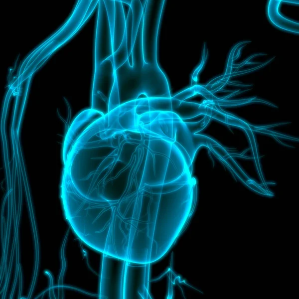 Иллюстрация Анатомии Сердца Человека — стоковое фото