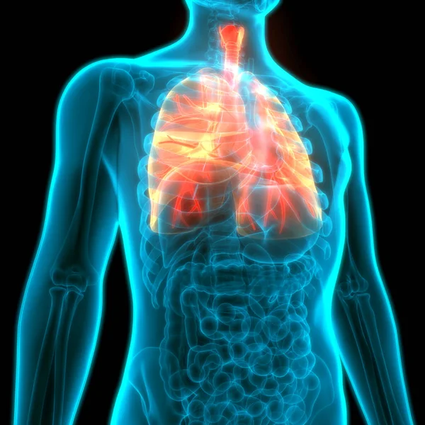 Nsan Solunum Sistemi Anatomiyi Akciğerledi — Stok fotoğraf