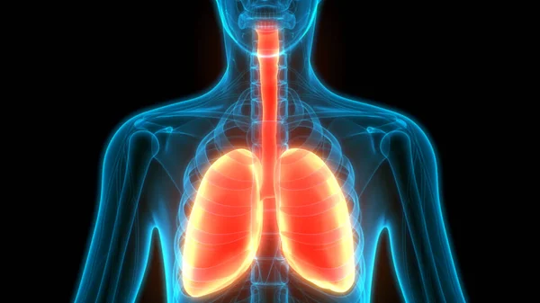 Sistema Respiratorio Humano Pulmones Anatomía —  Fotos de Stock