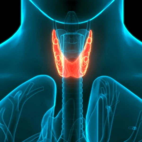 사람의 Thyroid Gland Anatomy 만든다 — 스톡 사진