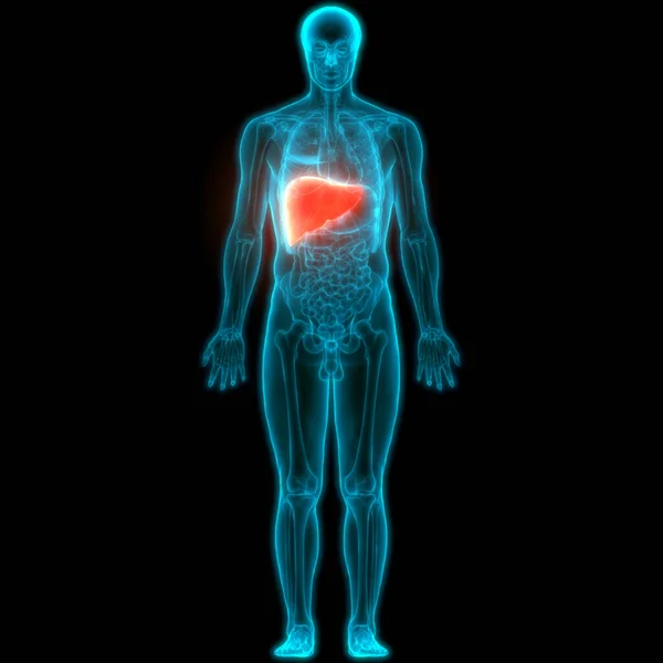 Nsan Vücut Organları Anatomisi Karaciğer — Stok fotoğraf