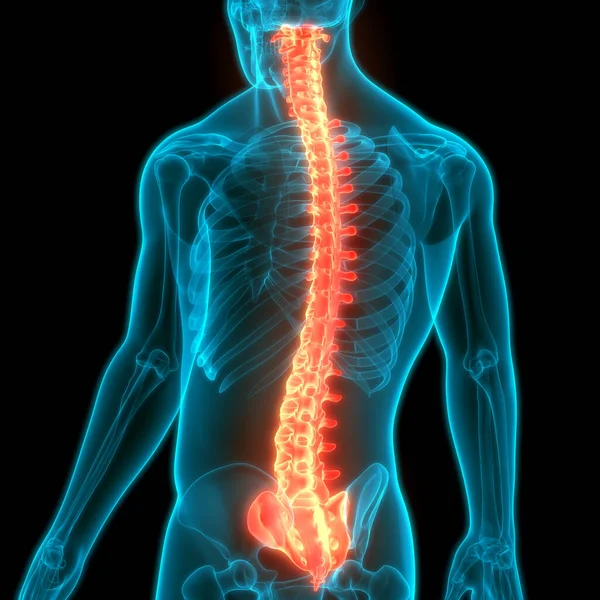 İnsan İskelet Sistemi Anatomisinin Omurları