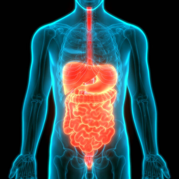 Желудок человека с анатомией тонкого кишечника. 3D