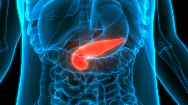 Anatomia Pancreasului Organe Interne Umane — Fotografie, imagine de stoc