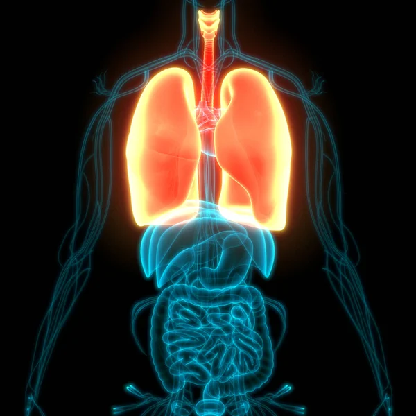 Ludzki Układ Oddechowy Płuca Anatomia — Zdjęcie stockowe