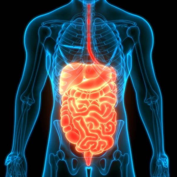 人体消化系统大 小肠胃解剖 — 图库照片