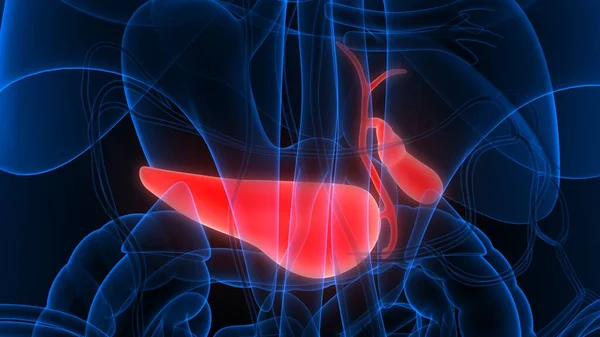 人的内脏胆囊与胰腺解剖 — 图库照片