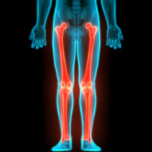 Ludzki System Szkieletowy Nogi Kości Stawy Anatomia Ilustracja — Zdjęcie stockowe