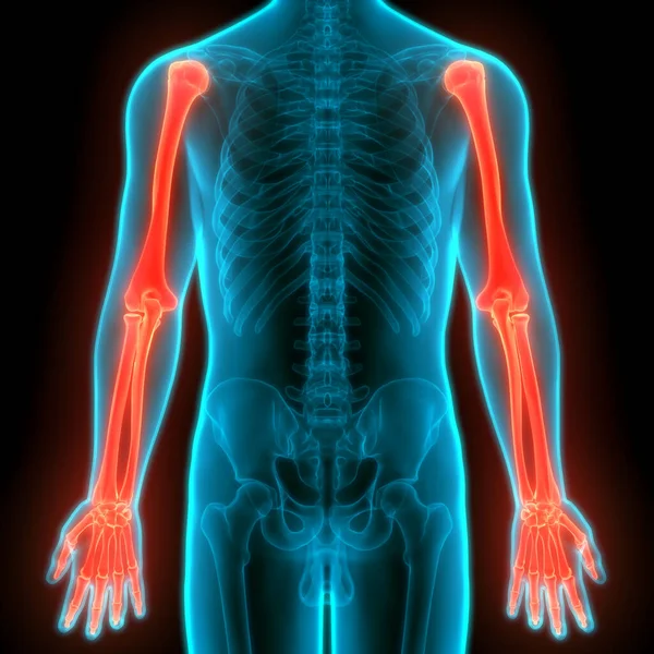 Sistema Esquelético Humano Manos Óseas Anatomía Las Articulaciones Ilustración — Foto de Stock