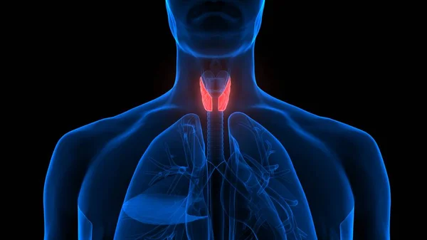 ヒトの体は甲状腺の解剖学的構造を持つ — ストック写真