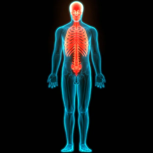 Anatomie Des Axialskeletts Des Menschlichen Skelettsystems — Stockfoto