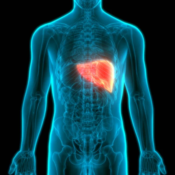 ヒト内部消化器官肝解剖学 — ストック写真