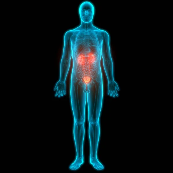 Sistema Urinário Humano Rins Com Anatomia Bexiga — Fotografia de Stock