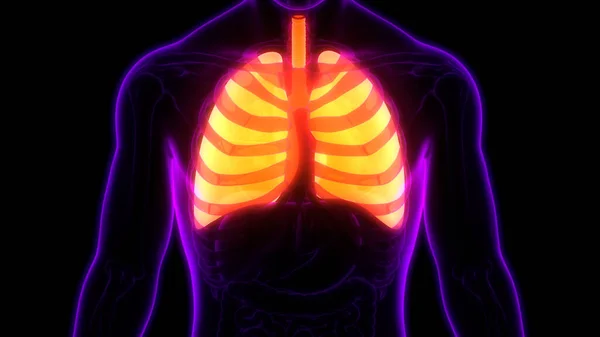Sistema Respiratorio Humano Pulmones Anatomía — Foto de Stock