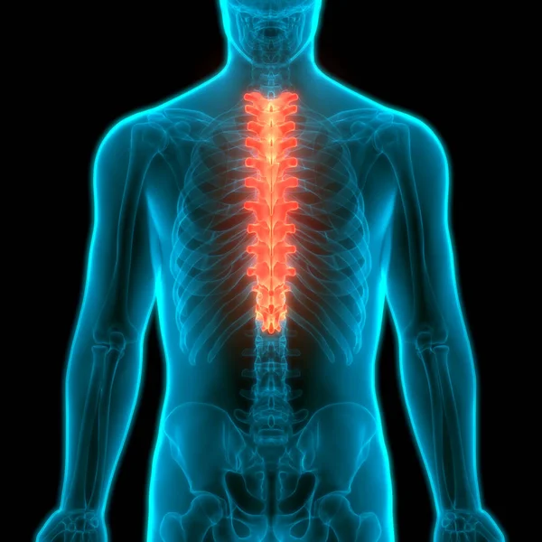 Vertebral Column Thoracic Vertebrae of Human Skeleton System Anatomy. 3D