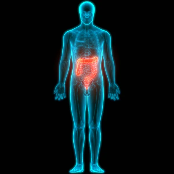 Anatomía Del Intestino Grueso Del Sistema Digestivo Humano — Foto de Stock