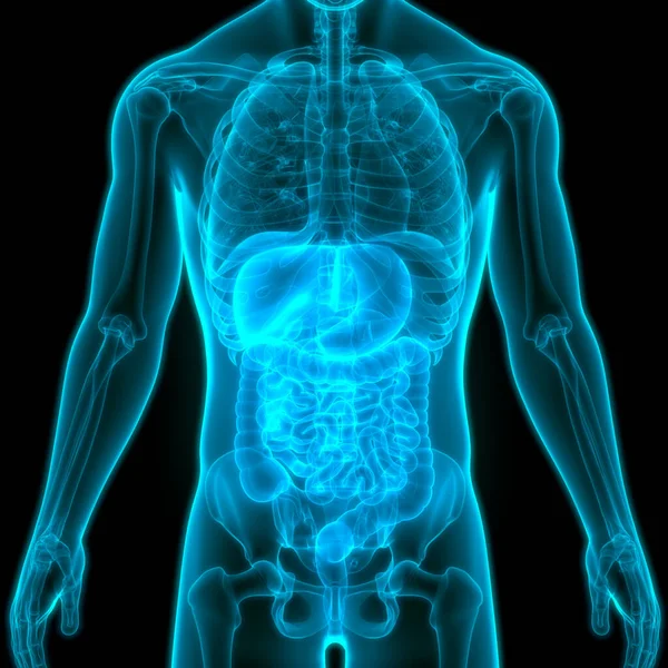 ヒト消化器系 大小さまざまな腸管解剖学 — ストック写真