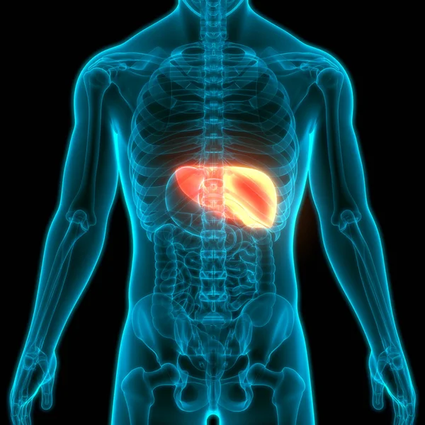 Nsan Vücut Organları Anatomisi Karaciğer — Stok fotoğraf