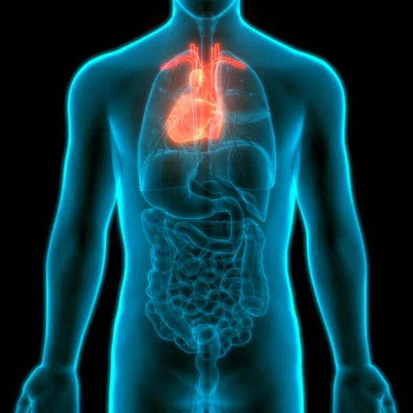 Ilustração Anatomia Coração Humano — Fotografia de Stock