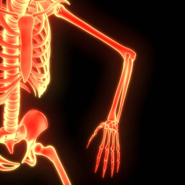 Human Skeleton Bone Joint Pains Anatomy Handgewricht Illustratie — Stockfoto