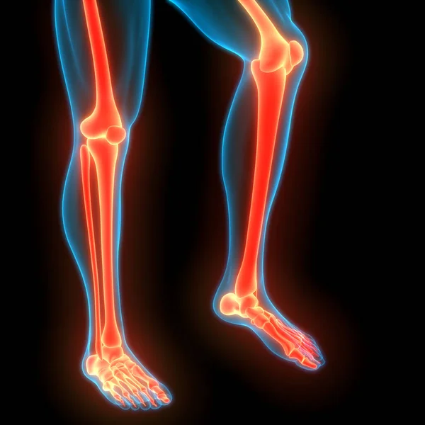 Human Skeleton System Legs Bones Joints Anatomy. 3D