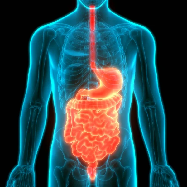 Anatomía Del Sistema Digestivo Humano —  Fotos de Stock