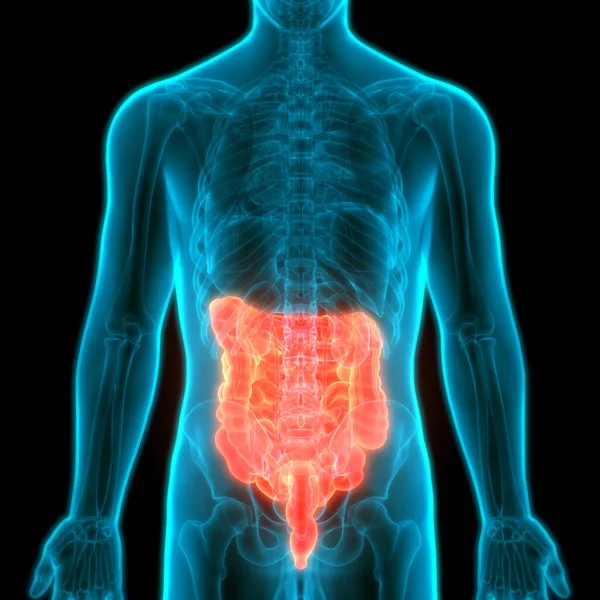 İnsan Sindirim Sistemi Geniş ve İnce Bağırsak Anatomisi