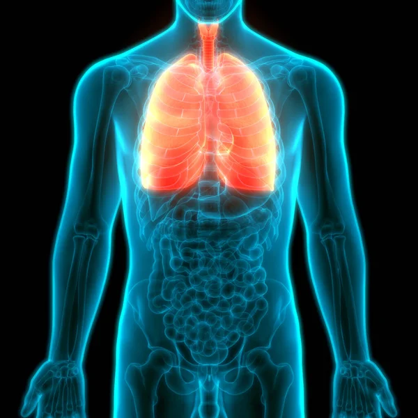 Sistema Respiratório Humano Anatomia Pulmonar — Fotografia de Stock