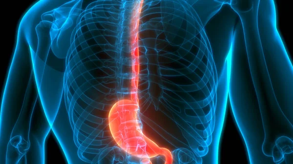 Magen Des Menschlichen Verdauungssystems Mit Dünndarmanatomie — Stockfoto