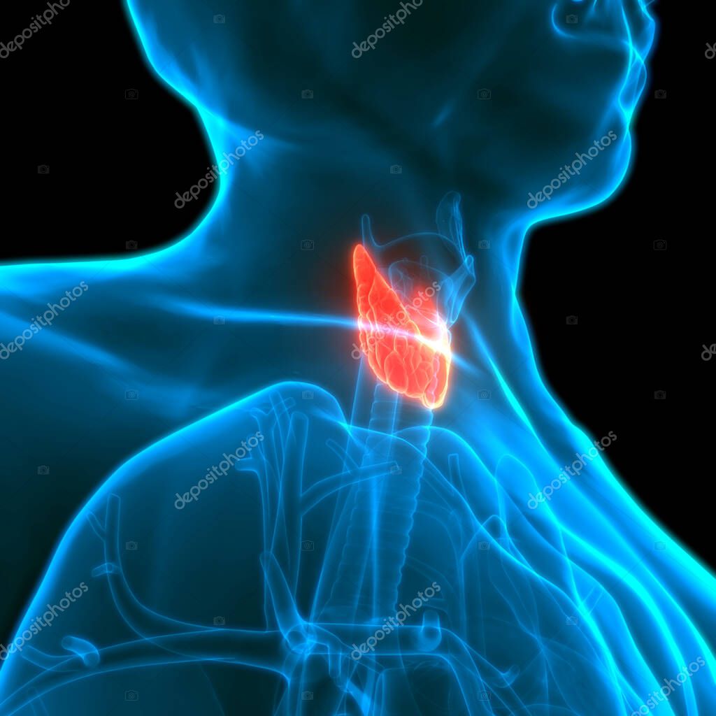 Human Body Glands Thyroid Gland Anatomy (en inglés). 3D 2024