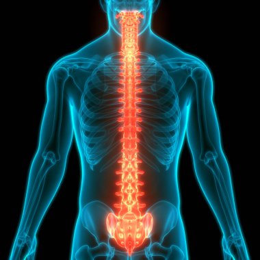 İnsan İskelet Sistemi Anatomisinin Omurları
