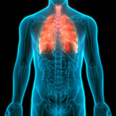 İnsan Solunum Sistemi Anatomiyi Akciğerledi