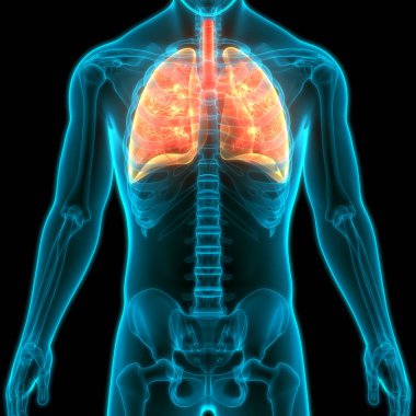 İnsan Solunum Sistemi Anatomiyi Akciğerledi