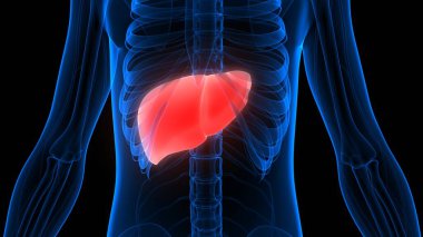 İnsan İç Sindirim Organı Karaciğer Anatomisi