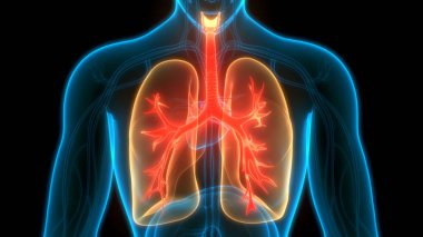İnsan Solunum Sistemi Anatomiyi Akciğerledi