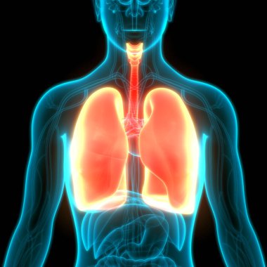 İnsan Solunum Sistemi Anatomiyi Akciğerledi