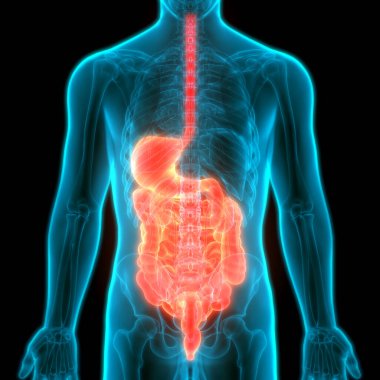 İnce bağırsak anatomisi olan insan sindirim sistemi midesi. Üç Boyut