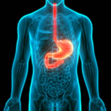 İnsan Sindirim Sistemi Mide Anatomisi