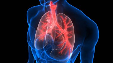 İnsan Solunum Sistemi Anatomiyi Akciğerledi