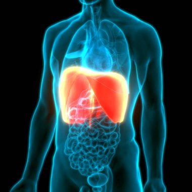İnsan Vücut Organları (Diyafram Anatomisi). Üç Boyut
