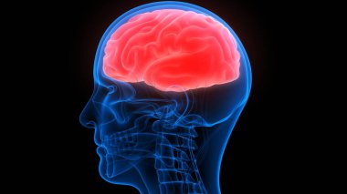 İnsan Sinir Sistemi Beyin Anatomisi Merkezi Organı. Üç Boyut