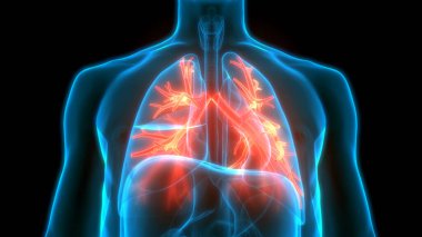 İnsan Solunum Sistemi Anatomiyi Akciğerledi